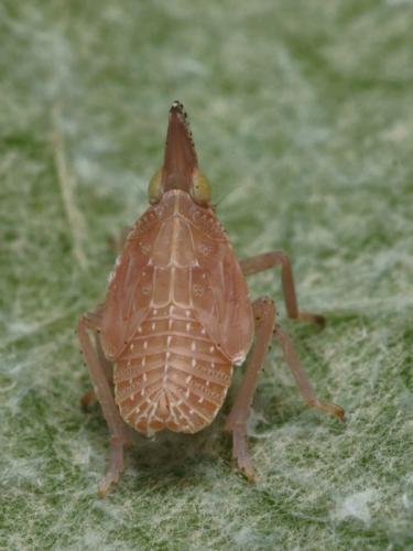 Dictyophara sp.