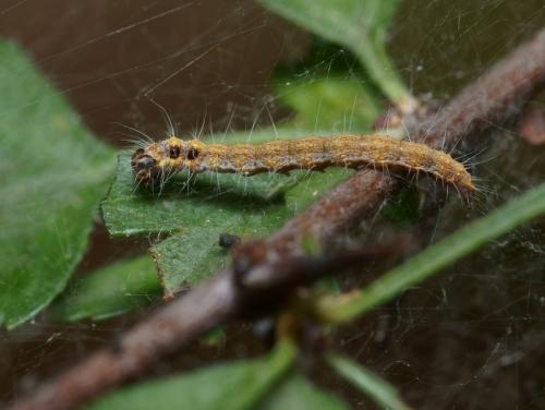 Scythropia crataegella
