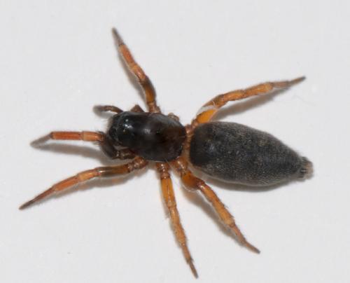 Phaeocedus braccatus