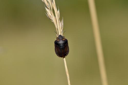Eurygaster austriaca