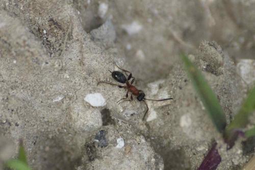 Réf. 89 401 : Thaumatogelis sp.