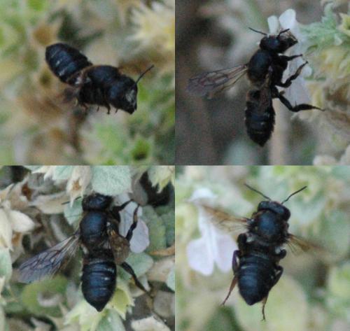Megachile parietina nestorea