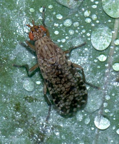 Réf. 89 962 : Euthycera chaerophylli