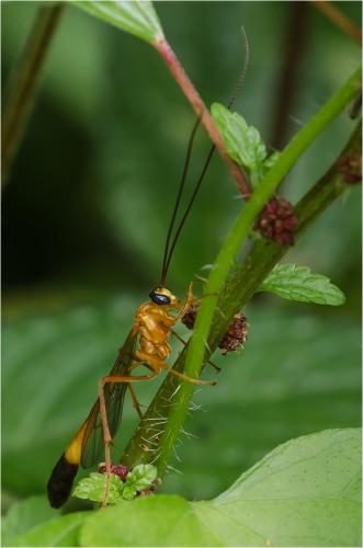 Réf. 89 576 : Enicospilus sp.