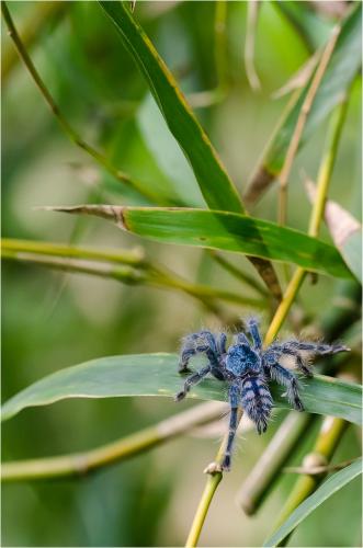 Avicularia versicolor