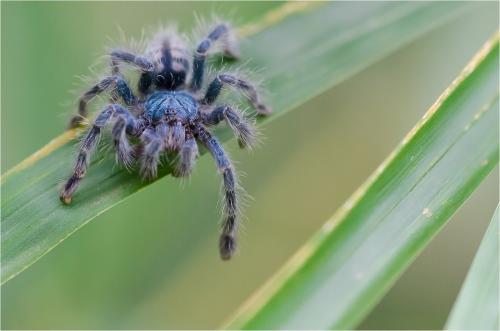 Avicularia versicolor