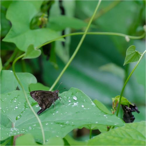 Réf. 89 662 : Urbanus dorantes obscurus