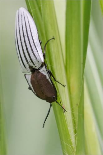 Chalcolepidius sp.
