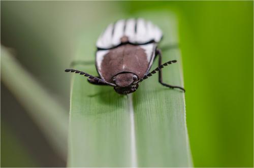 Chalcolepidius sp.