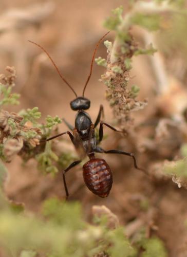 Cataglyphis sp.