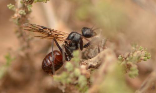 Cataglyphis sp.