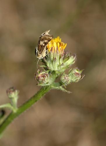 Schinia cardui