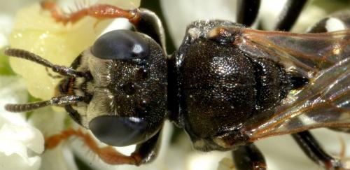 Oxybelus uniglumis