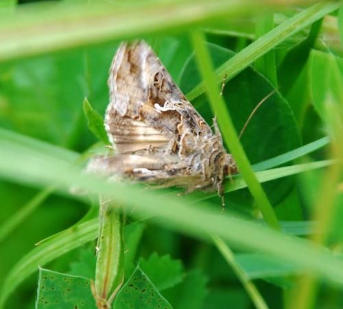 Autographa gamma