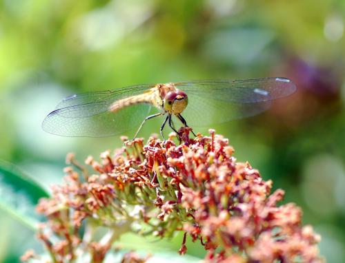 Sympetrum striolatum