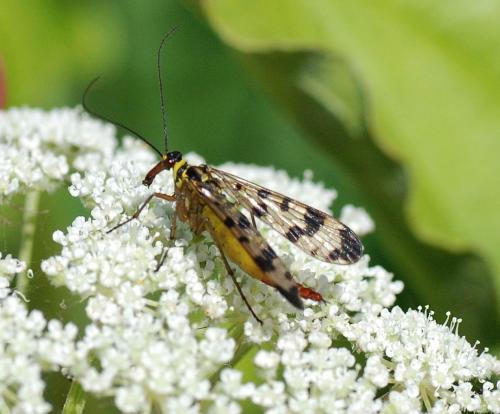 Panorpa communis