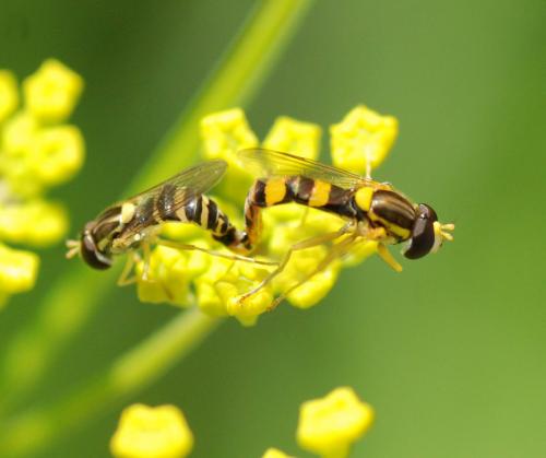 Sphaerophoria scripta