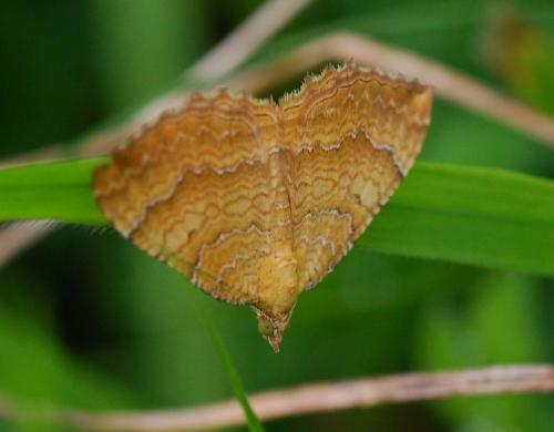 Réf. 89 325 : Camptogramma bilineata
