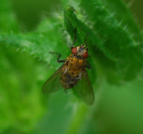Pollenia sp.