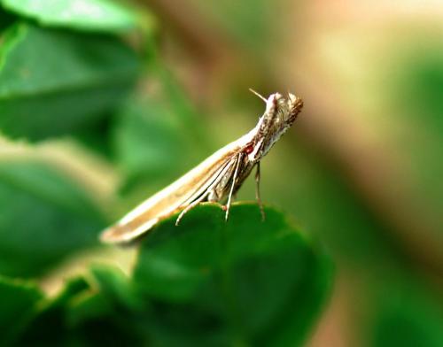Pleurota aristella