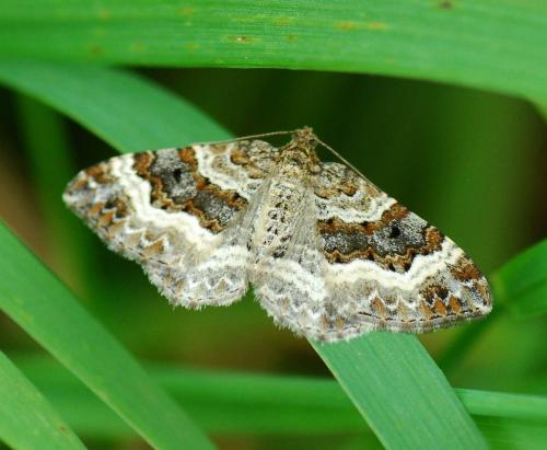 Epirrhoe alternata