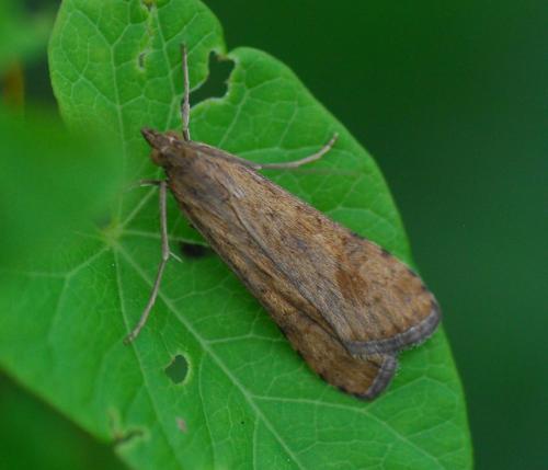 Nomophila noctuella