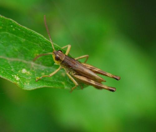 Pseudochorthippus parallelus