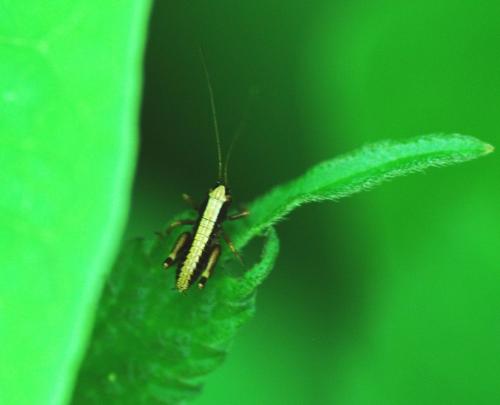 Tettigoniinae
