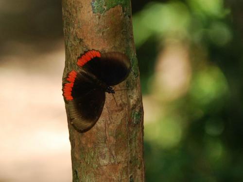 Biblis hyperia