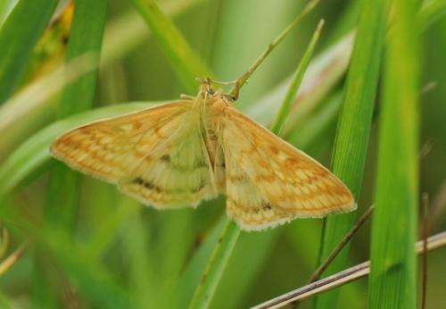 Réf. 89 715 : Sitochroa verticalis