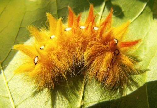 Acronicta aceris