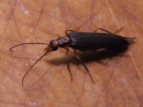 Nacerdes carniolica