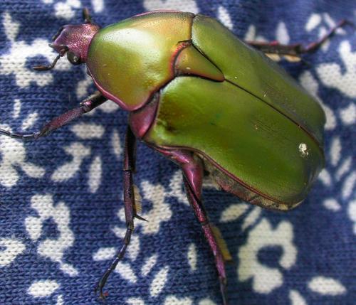 Réf. 89 024 : Potosia cuprea