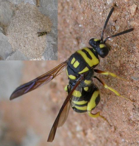 Leucospis gigas