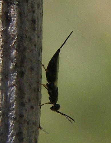 Réf. 89 296 : Eupelmus cicadae