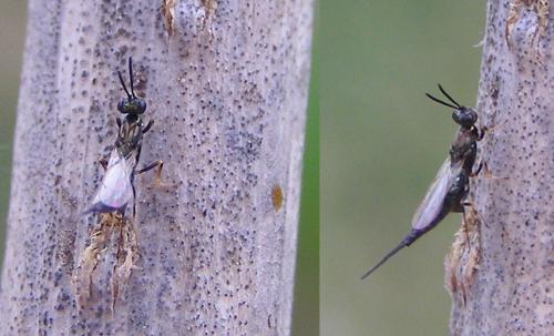 Eupelmus cicadae