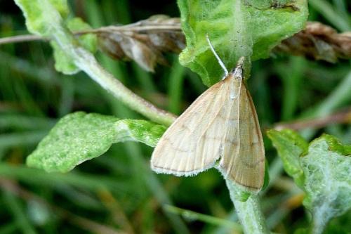 Anania crocealis