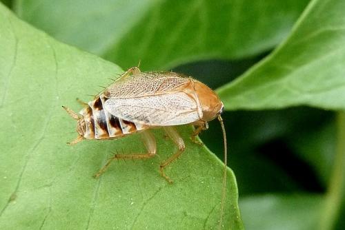Réf. 89 730 : Planuncus vinzi