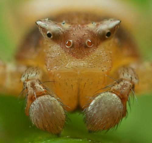 Thomisus onustus