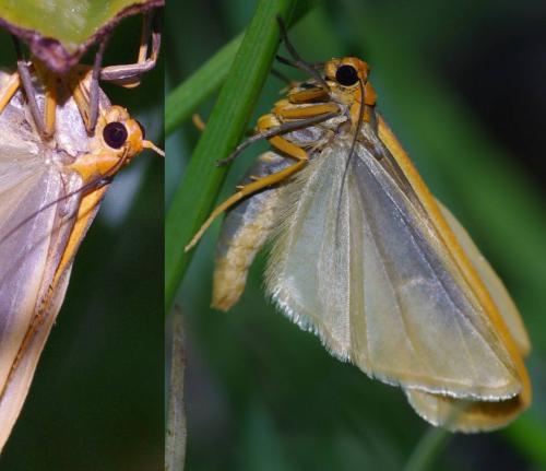 Eilema complana