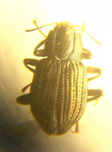 Elmis sp.