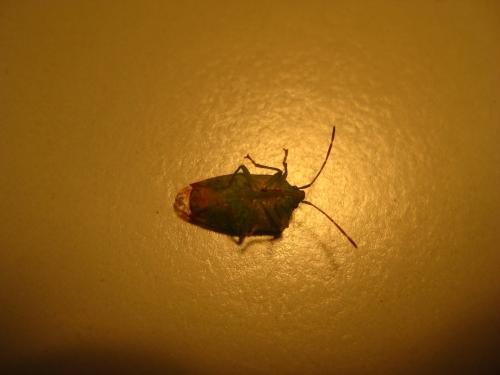 Elasmostethus sp.