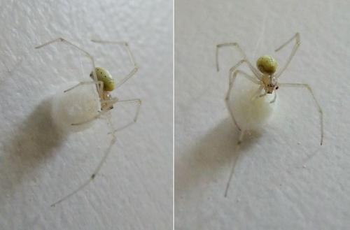 Enoplognatha sp.