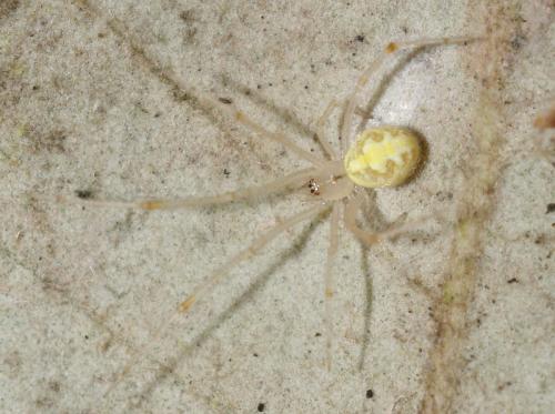 Heterotheridion nigrovariegatum