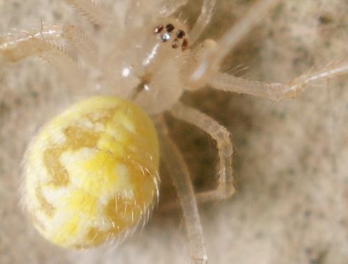 Réf. 89 220 : Heterotheridion nigrovariegatum