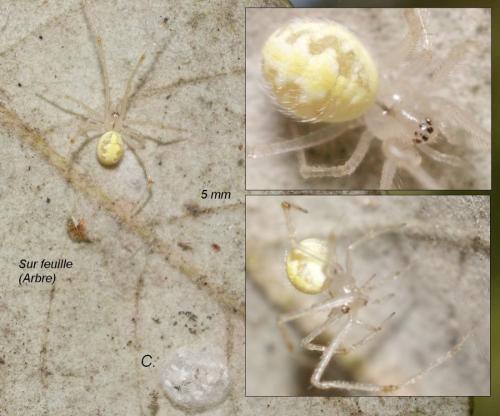 Réf. 89 238 : Heterotheridion nigrovariegatum