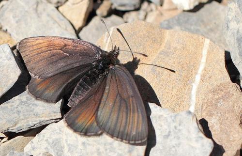 Erebia pluto