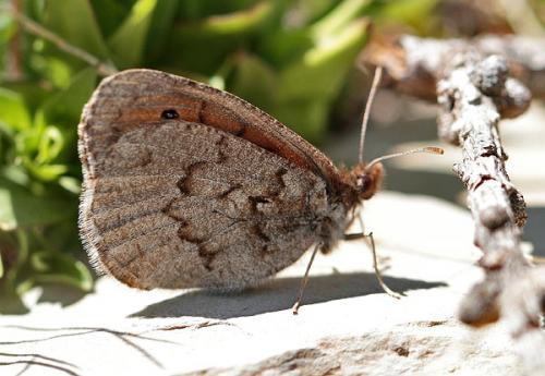 Erebia pandrose