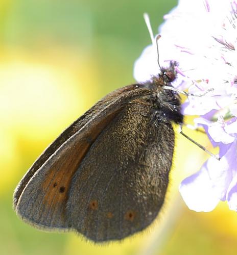 Réf. 89 543 : Erebia epiphron