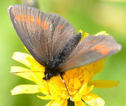 Erebia sudetica